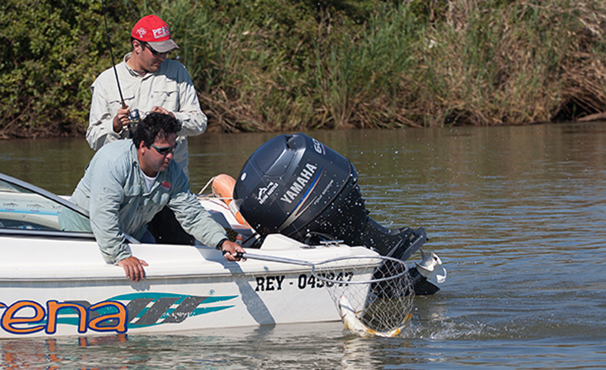 Existe O Ponto Ideal Para Pescar Piapara Revista Pesca Companhia