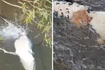 Piranhas devoram jacaré