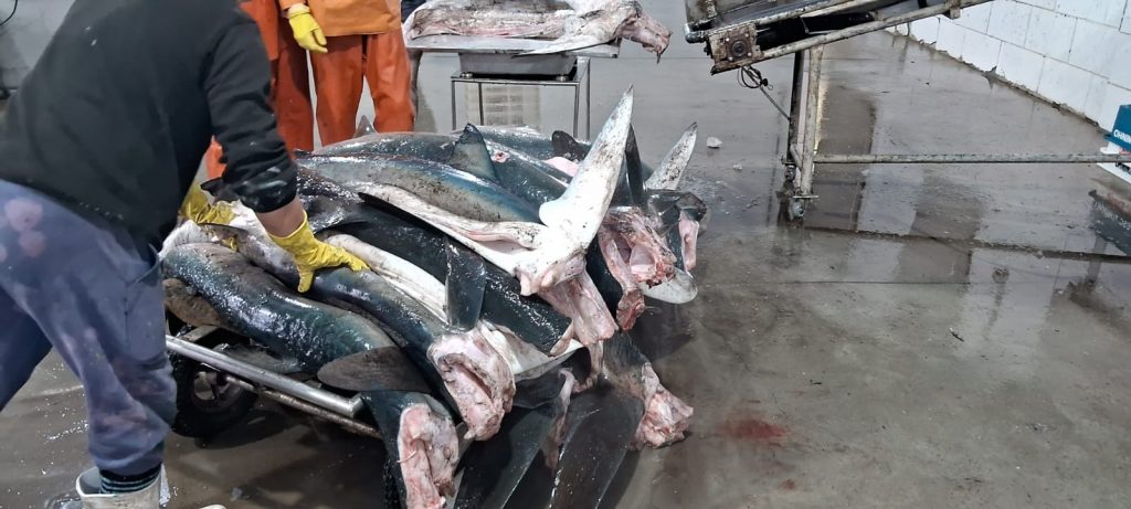 Ibama combate pesca ilegal de tubarões no RS
