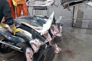 Ibama combate pesca ilegal de tubarões no RS