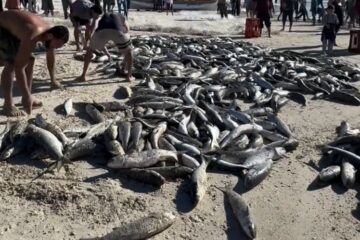 Pescaria em Bombinhas (SC) rende captura de mais de 4,5 mil tainhas