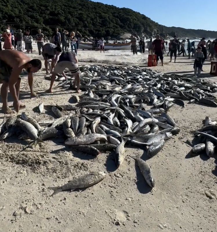 Pescaria em Bombinhas (SC) rende captura de mais de 4,5 mil tainhas