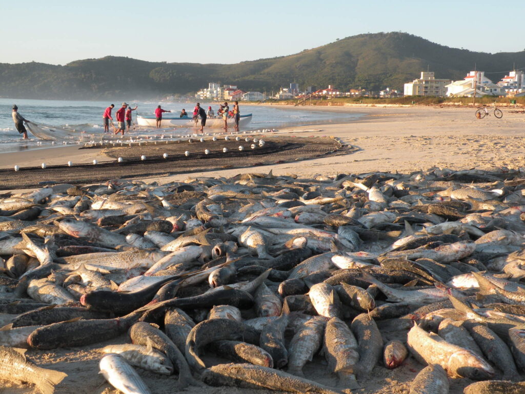 Pesca Artesanal da Tainha em Governador Celso Ramos torna-se Patrimônio Cultural Imaterial