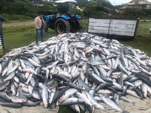 Florianópolis (SC) proíbe esportes aquáticos durante período de safra da tainha