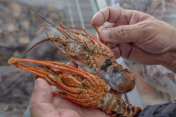 Governo estabelece novas regras para pesca de lagosta na costa brasileira
