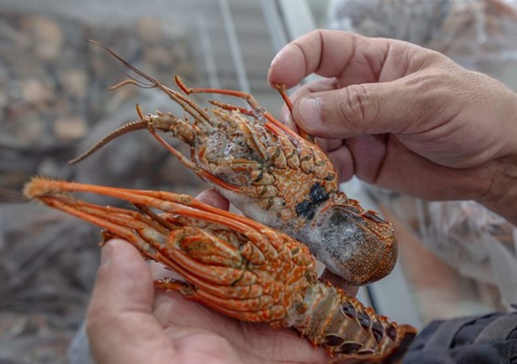 Governo estabelece novas regras para pesca de lagosta na costa brasileira
