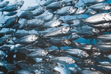 Cientistas descobrem que peixes se comunicam por puns e zumbidos