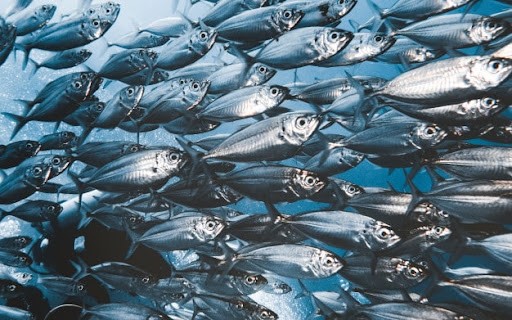 Cientistas descobrem que peixes se comunicam por puns e zumbidos