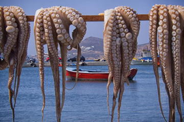 Marataízes (ES) faz oficina para discutir regularizações de embarcações para a pesca do polvo