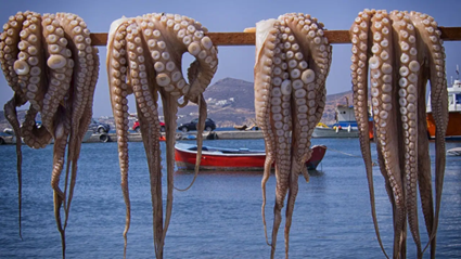 Marataízes (ES) faz oficina para discutir regularizações de embarcações para a pesca do polvo