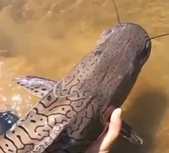 Pescador pega peixe "dorminhoco" e momento gera curiosidade nas redes sociais