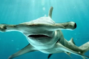 Brasileiro cria técnica que evita pesca acidental de tubarões e raias