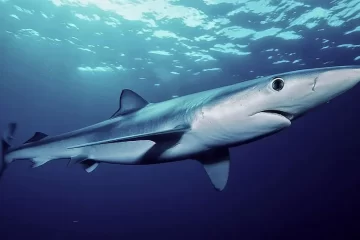 Tubarões-azuis com 2,5 metros são vistos em lagoa de Portugal