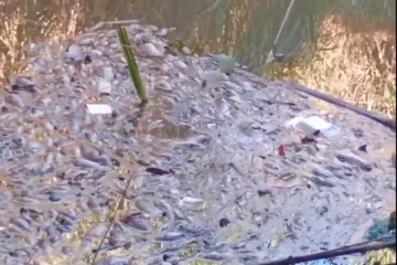 Córrego dos Bagres, em Franca (SP), registra alta mortandade de peixes
