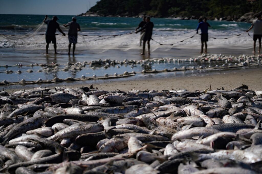 Pescadores artesanais capturam mais de 780 mil tainhas na modalidade arrasto de praia e superam a safra de 2023