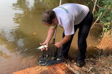 Projeto Cardume já soltou três milhões de peixes no Rio Pardo, na cidade de Santa Cruz do Rio Pardo (SP)