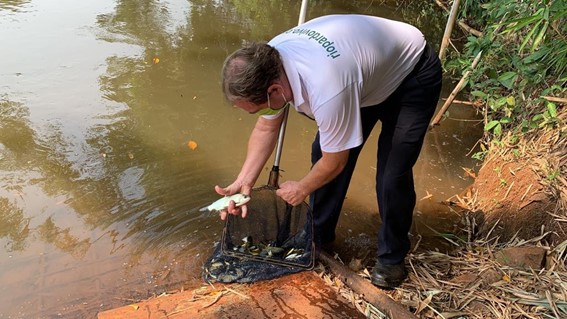 Projeto Cardume já soltou três milhões de peixes no Rio Pardo, na cidade de Santa Cruz do Rio Pardo (SP)