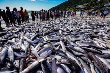 Pesca artesanal da tainha é encerrada 19 dias depois do início de captura em Santa Catarina