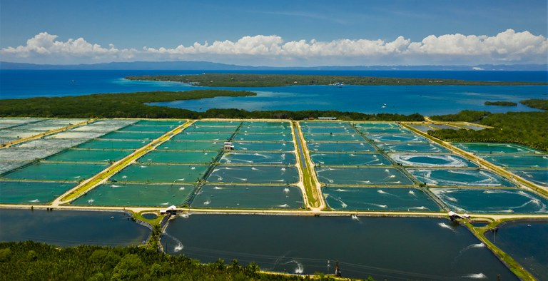 Ministério da Pesca e Aquicultura simplifica licenciamento para aquicultores