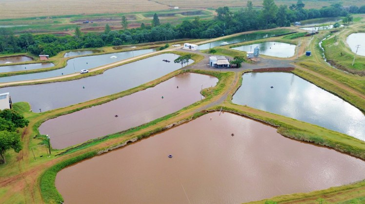 MPA volta ao Paraná para conhecer produção de tilápia, em Londrina