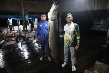 Pescadores de Tapauá iniciam pesca manejada de pirarucu com alcance de mais de 1,2 mil peixes capturados