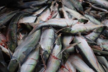 Sepror apoia monitoramento da pesca do mapará e ordenamento do manejo do pirarucu no município de Coari