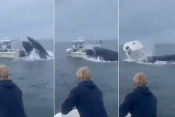 Nos EUA, Baleia Jubarte vira barco de pesca com duas pessoas a bordo