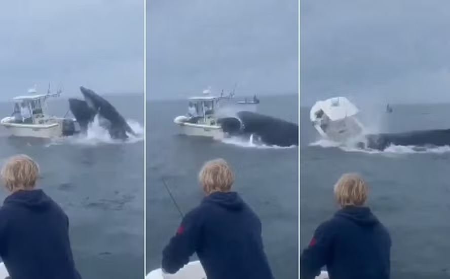 Nos EUA, Baleia Jubarte vira barco de pesca com duas pessoas a bordo