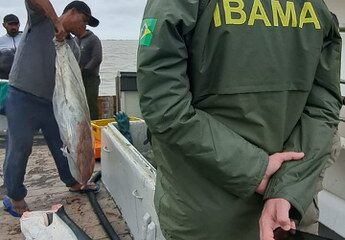 Ibama combate pesca ilegal de tubarões no Rio Grande do Sul