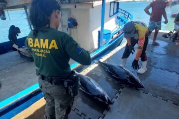 Fiscalização para combater a pesca ilegal apreende quase 1,5 tonelada de pescado no RN