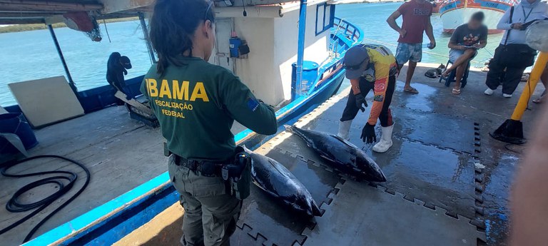 Fiscalização para combater a pesca ilegal apreende quase 1,5 tonelada de pescado no RN