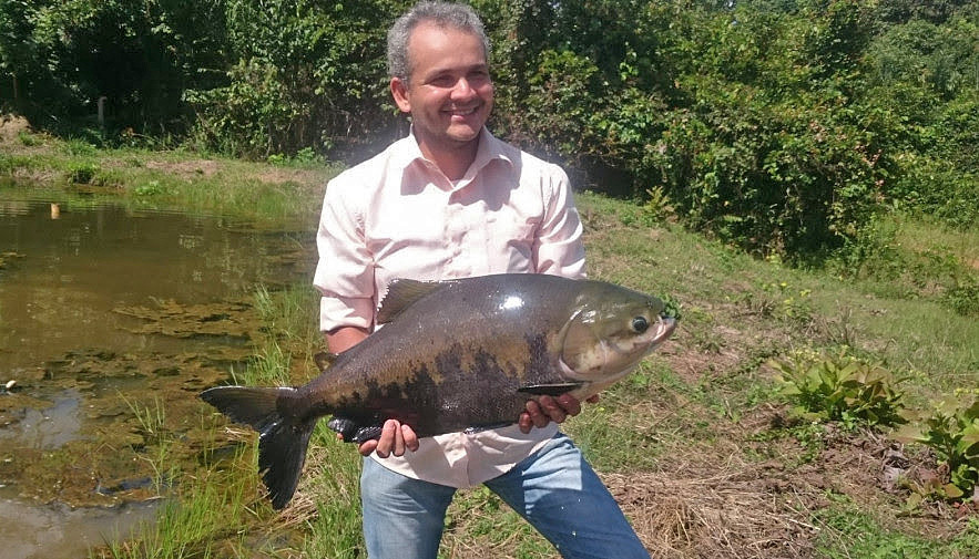 Tambaqui é o peixe mais produzido no Tocantins e o mais consumido pelos tocantinenses