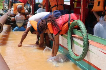 Rio São Francisco recebe peixamento com 57 mil alevinos de espécies nativas