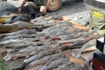 Sema doou 1,2 mil quilos de pescado apreendidos em fiscalizações para 14 instituições beneficentes