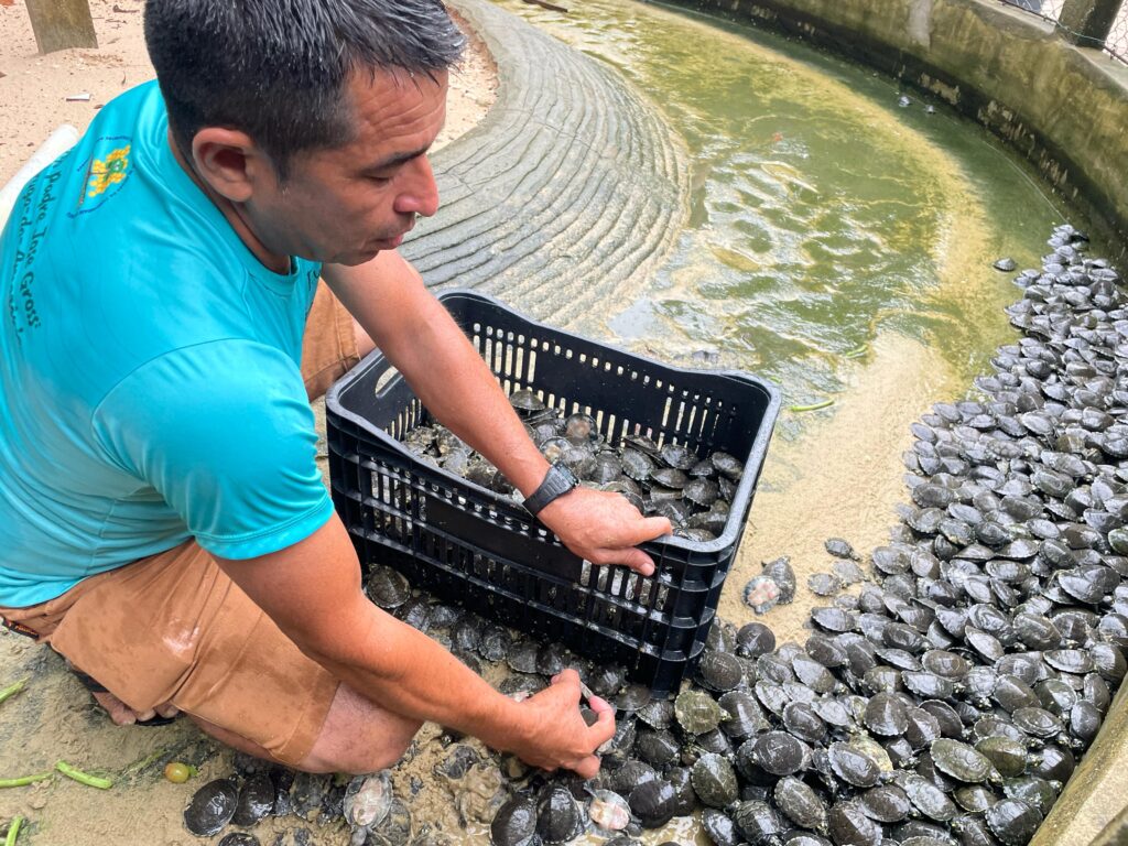 No Arapiuns, moradores realizam a 2ª soltura de filhotes de tartarugas-da-Amazônia