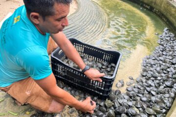 No Arapiuns, moradores realizam a 2ª soltura de filhotes de tartarugas-da-Amazônia