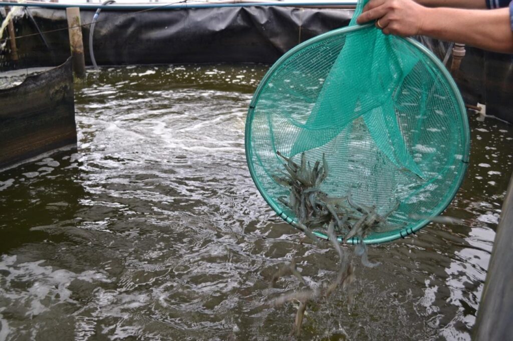 Instituto de Pesca busca tornar viável a produção de camarões longe do mar