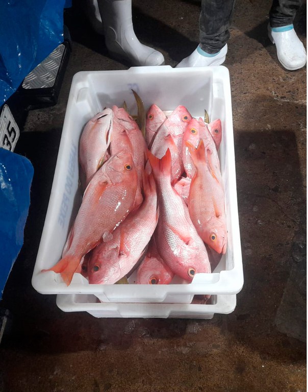 Ibama apreende embarcação por pesca ilegal de pargo em período de defeso no Ceará
