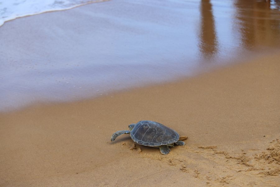Soltura de tartaruga-verde mobiliza população e reforça consciência ambiental em Rio das Ostras (RJ)