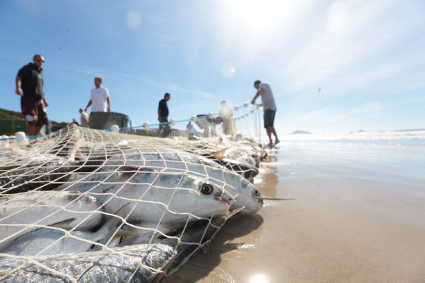 Pesca da tainha recebe repasse de 100 toneladas na modalidade de arrasto de praia
