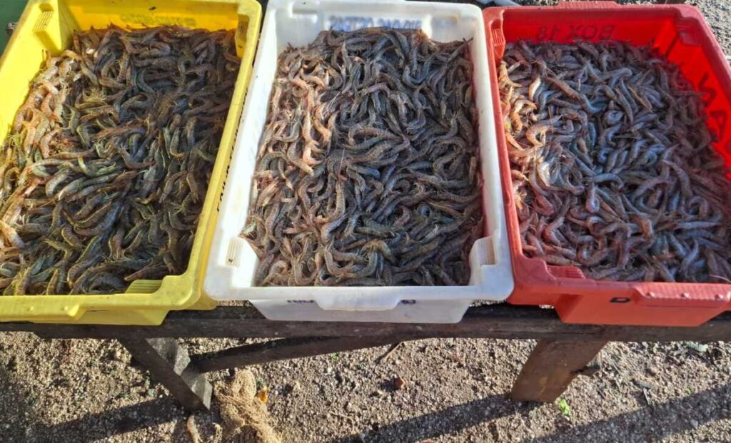 Fim do defeso registra cerca de duas toneladas de camarão em São Pedro da Aldeia (RJ)
