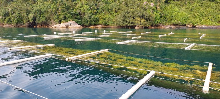 Da água à mesa: a aquicultura como solução às mudanças climáticas