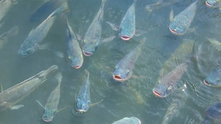 Instituto de Pesca de SP orienta manejo de espécies durante o inverno