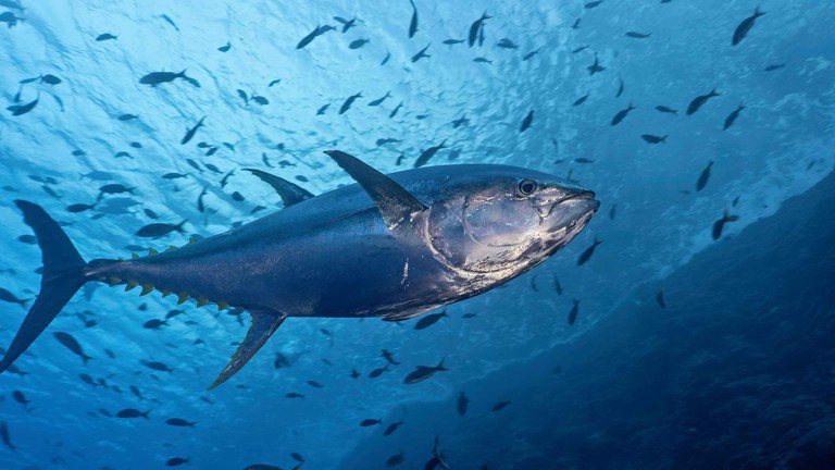 MPA lança Painel de Monitoramento da Pesca de Albacora Bandolim em 2025