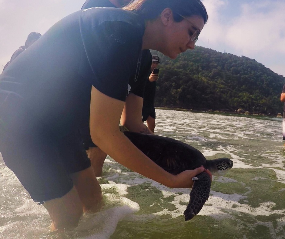 Após ser capturada por rede de pesca, tartaruga verde é devolvida ao mar em Praia Grande (SP)