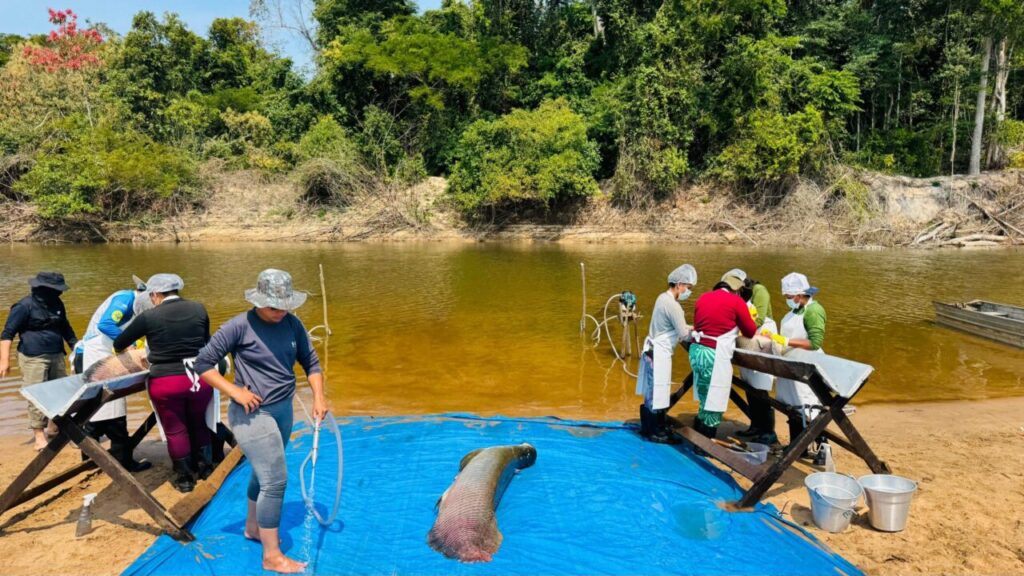 Pesca manejada do pirarucu invasor é iniciada pelo governo de RO na Resex Rio Cautário, em Costa Marques