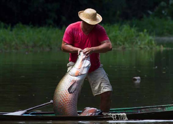 Pesca de 19 mil pirarucus é autorizada em reserva ambiental do Amazonas