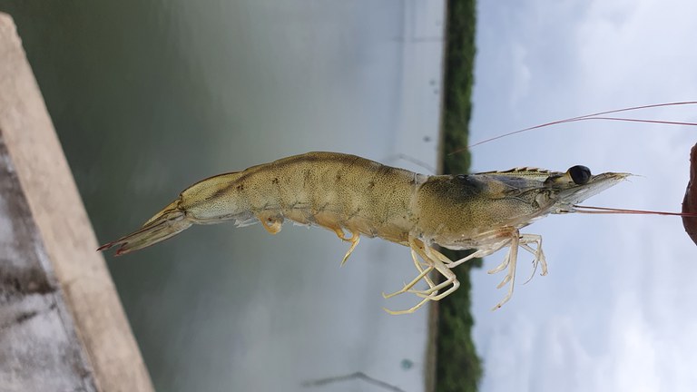 Defeso do Camarão: pausa na pesca garante reprodução e preservação da espécie