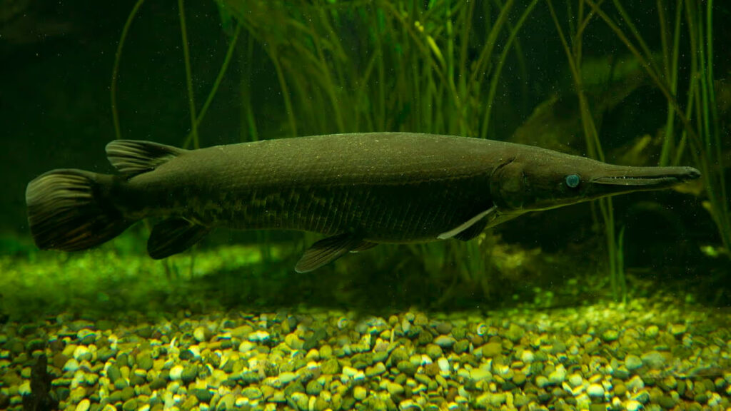 Pescador enfrenta luta de 4 horas para capturar peixe-jacaré gigante de 70 kg