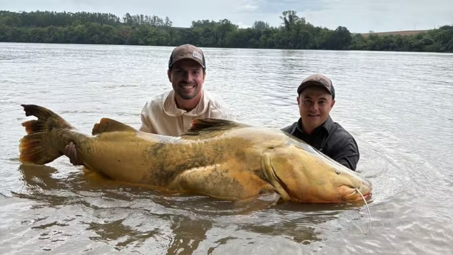 Empresário paranaense captura jaú de 165 centímetros, o maior do Brasil